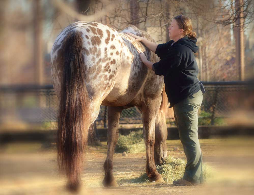 Appolousa being brushed