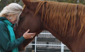 Building trust with a horse