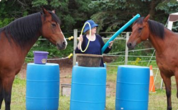 Personal growth through equine assisted learning