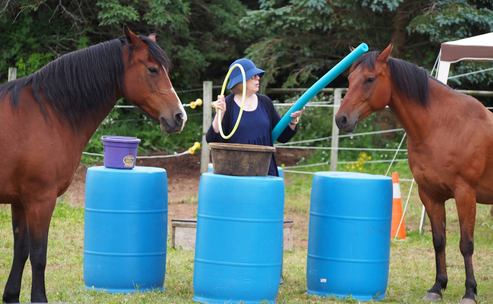 Interactive Experience with Horses